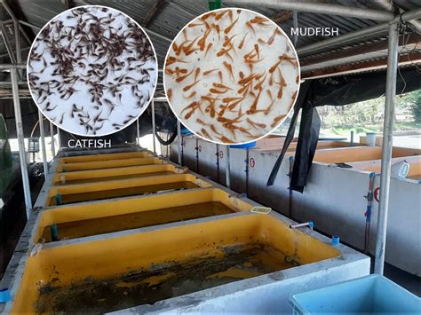 dalag vs hito|New ways to raise dalag, hito will boost fish supply.